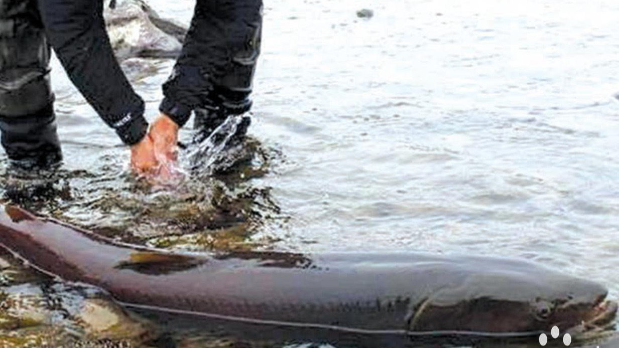 Тул загас барьсан гурван этгээдийг илрүүлж, 67.2 саяар торголоо